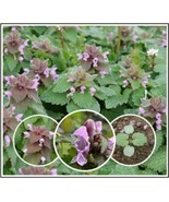 10 Organic Purple Dead-Nettle Seeds ~Lamium purpureum Archangel Free US ... - $5.69