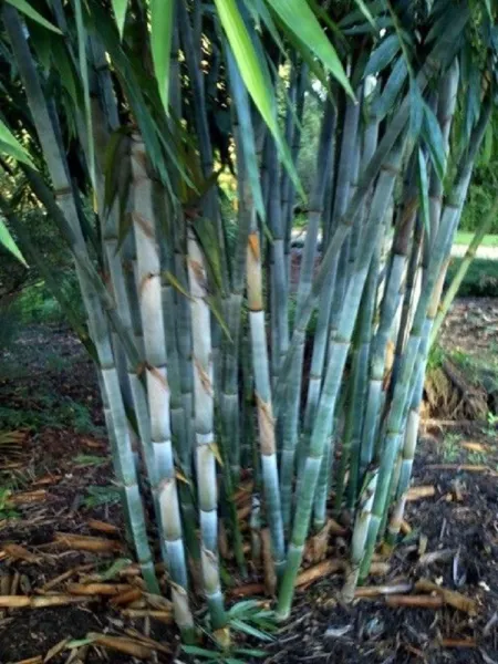 New Fresh 50 Blue Bamboo Seeds Privacy Plant Clumping Exotic Shade - $14.98