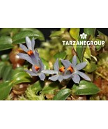 DENDROBIUM PARVULUM BLUE MICRO MINIATURE ORCHID XXL MOUNTED - $6,012.31 MXN