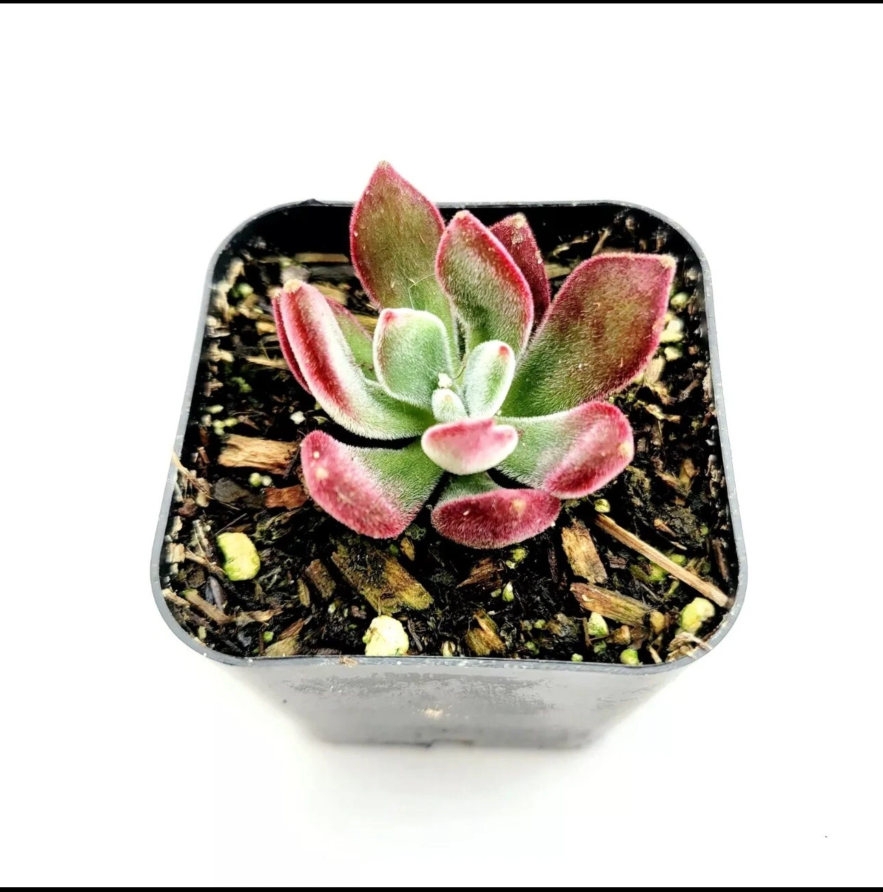 Echeveria &#39;Devotion&#39; Succulent Plant In 2 Pot - $18.90