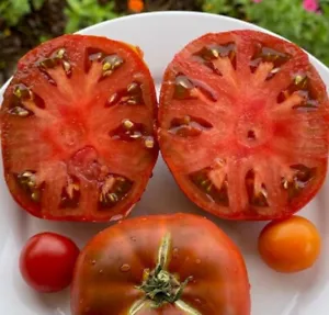 50 Seeds Kookaburra Cackle Tomato Heirloom Vegetable Tomatoe Edible Fresh Garden - £7.33 GBP