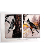1927 Nuthatch And Tufted Titmouse Bird Art Plate Color Book Print Wildli... - €17,24 EUR