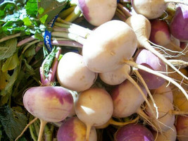 Turnip Green 650 Seeds Purple Top White Globe Nongmo Heirloom Vegetable See  Fro - £6.58 GBP