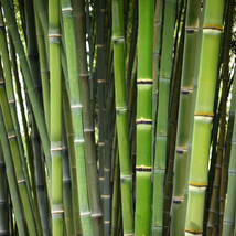 MBK 50 Bamboo Seeds Privacy Plant Garden Clumping Shade Screen Arudinace... - $11.90
