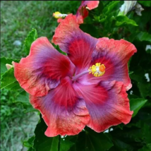 20 Red Orange Pink Hibiscus Seeds Flowers Flower Seed Perennial Bloom - £12.03 GBP