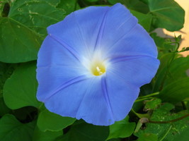 4500 Pcs Hirt&#39;s Heavenly Blue Morning Glory Seeds #MNHG - £30.41 GBP