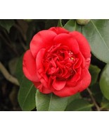 1 April Tryst Red Camellia Japonica Starter Plant 4L 1 Live Plant Fresh ... - $701.99 MXN