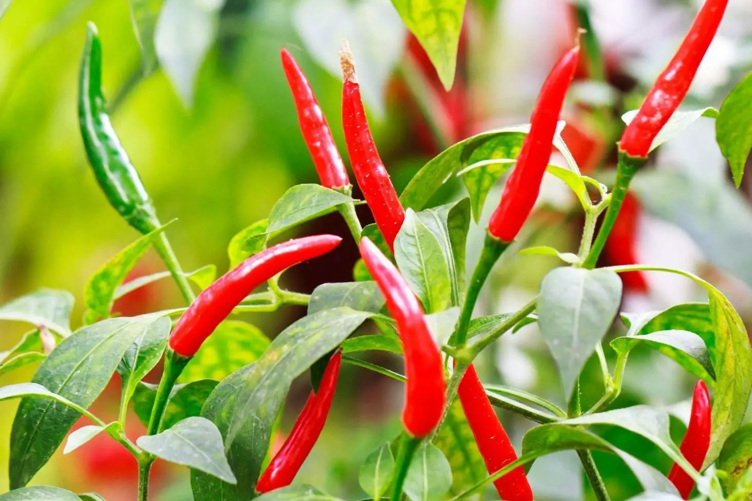 20 Organic Thai Chili Pepper Seeds Fresh Seeds - £8.11 GBP