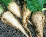 Sugar Beet Seeds 100 Survival Garden Grow Healthy Vegetables Fast Shipping - $8.99