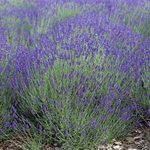 Lavender True English Vera Fragrant Flowers Perennial Medicinal Nongmo 200 Seeds - £8.34 GBP