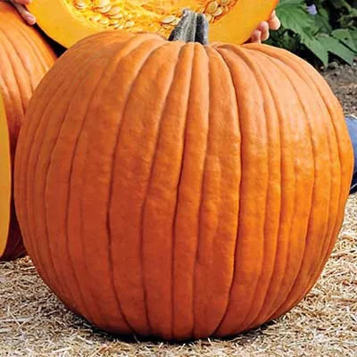 10 Connecticut Howden’S Field Pumpkin Seeds Carving Or Decorative Pumpkins Fresh - £7.68 GBP