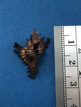 #4 23.8mm Chicoreus Brunneus Dived 20m Palawan Philippines Muricidae - $3.95