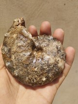 Mammites Nodosoides Ammonite Fossils Cretaceous Period Morocco Authentic - $235.06 MXN