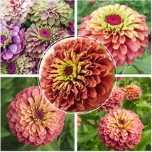 New Fresh Imported Queen Red Lime Zinnia Pack 50 Seeds Exotic And Unusual Bicolo - £3.68 GBP