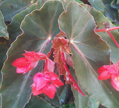 &quot;Torch Red&quot; Angelwing Begonia Well Rooted Starter Plant*Ships Without Pot - £38.82 GBP