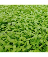 MX Cress Curled Peppergrass Seeds Tangy Greens Salad Use Non GMO Bulk Seed - $185.09 MXN
