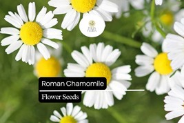 2000 Seeds Roman Chamomile (Chamaemelum nobile) – Fragrant Perennial Her... - $5.54