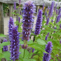 80 Seeds Agastache Foeniculum Liquorice Blue Fresh Seeds for Planting - £15.14 GBP