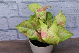 Confetti Syngonium Starter Plant Arrowhead Plant Pink Splashed Leaves USA Seller - $35.98