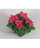 PSA 50 Pelleted Begonia Seeds Super Olympia Rose Buy Fast Growing - $13.50