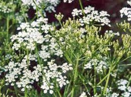 CARAWAY, HERB 1000+ SEEDS ORGANIC, CAN USE SEEDS, PLANT AND ROOTS ON THI... - £9.59 GBP