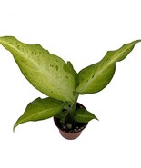 Camouflage Dieffenbachia Plant Exotic 2.5 inch Pot - $17.98