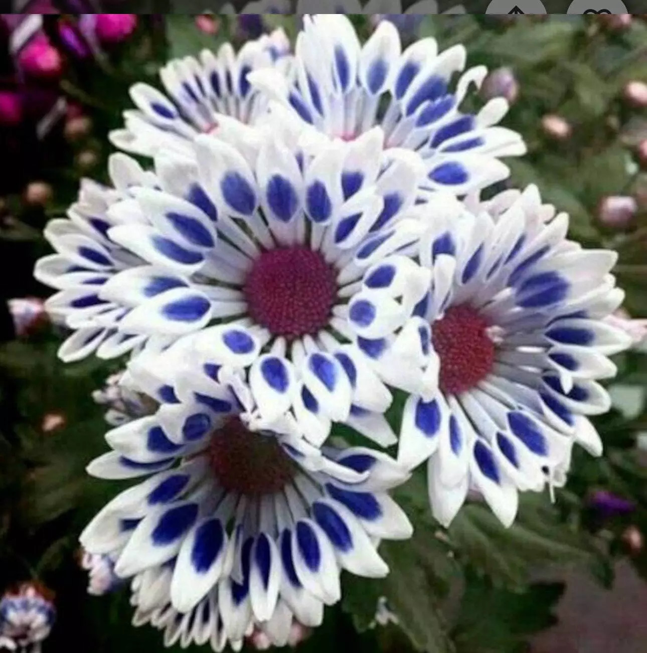 20 Blue Window Daisy flower seeds for spring summer Blue Yellow White co... - £3.85 GBP