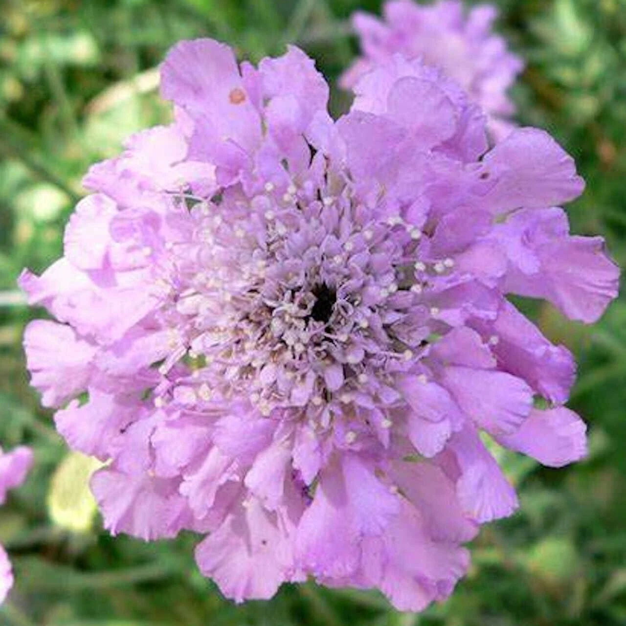 Scabiosa japonica &#39;Ritz Blue&#39; Jap Pincushion Flowering Perennial - Live ... - $36.85