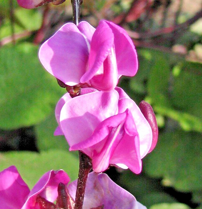 50 HYACINTH BEAN Seeds (Dolichos lablab) Hardy Perennial Garden Flower S... - $26.79