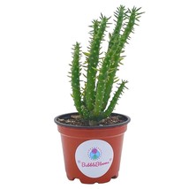 Austrocylindropuntia Subulata, Pink Eves Pin Needle Cactus, Opuntia Cactus, Opun - £11.00 GBP