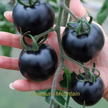 Wholesales 50 Packs Approx 300 Seeds Organic Very Black Tomato Seeds Tasty Veget - £185.11 GBP