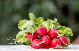 Cherry Belle Radish 100 Seeds -  Garden Vegetable -Natural NON GMO -roun... - $3.99
