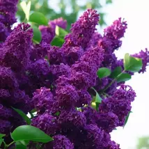 25 Dark Purple Lilac Tree Fragrant Hardy Perennial Flowers Seeds - $13.95
