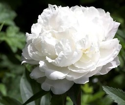 PowerOn 50+ White Cloud Double Peony Self-Seeding Annual Papaver Flower Seeds - £5.86 GBP