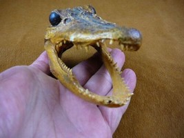 (G-Def-248) 4-1/8&quot; Deformed Gator Alligator Head Jaw Teeth Taxidermy - £30.63 GBP