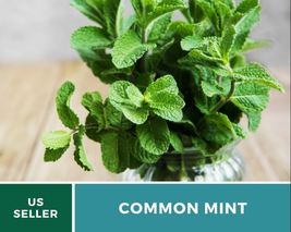 100 Mint Common Seeds Mentha spp. Heirloom Herb Culinary & Medicinal Non-GMO - $15.76