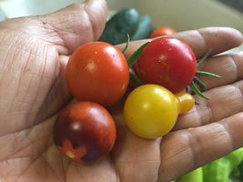 50 seeds Mix Cherry Tomato Orange Sungold, Blue Berries, Yellow Pear Red... - $10.00