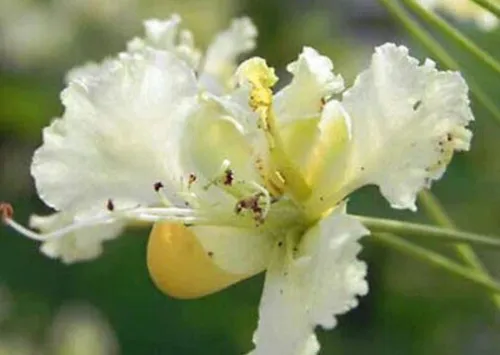 Caesalpinia Pulcherrima White 10 Seeds Fresh Seeds - £20.24 GBP
