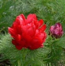 Goodidea 50pcs Double Flowering Fernleaf Peony Rubra Plena fower Seeds - £8.87 GBP