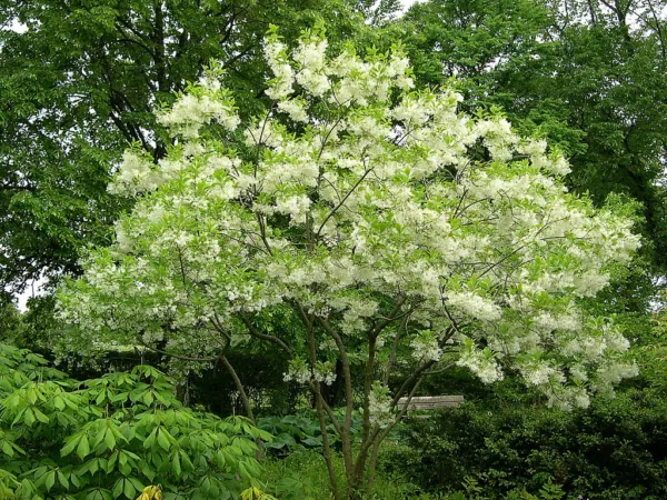 Golden Rain Tree Seeds (Koelreuteria Paniculata) 10 Seeds Fresh Garden Beautiful - £7.35 GBP