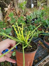 Live Plant Euphorbia Tirucalli In A 4” Pot~ Succulent Plant~Pencil Cactus - £13.63 GBP