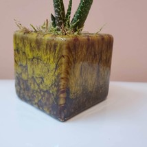 Live Succulent in Planter, Yellow Black Ceramic Pot with Gasteria Carinata image 6