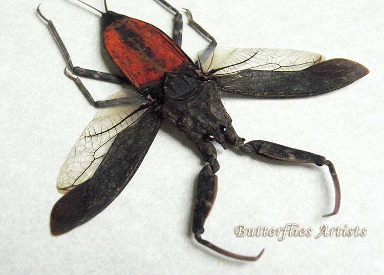 Nepa Rubra Big Water Scorpion Real Framed Entomology Collectibles Shadowbox - $58.99