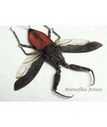 Nepa Rubra Big Water Scorpion Real Framed Entomology Collectibles Shadowbox - $80.68 CAD