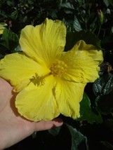 Yellow Tropical Hibiscus Live plant 5 inches tall starter size plant - $563.09 MXN