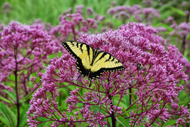 Joe Pye Weed Pink Flower Attracts Butterflies 165 Seeds Fresh USA Fast Shipping - $8.99