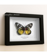 Malayan Jezebel Delias Henningia Real Butterfly Framed Entomology Shadowbox - €49,75 EUR