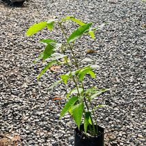 live Tropical Fruit Tree Mango Ataulfo (mangifera) 12”-24” - £43.97 GBP