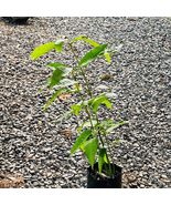 live Tropical Fruit Tree Mango Ataulfo (mangifera) 12”-24” - £44.05 GBP