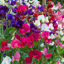 80 Ct Sweet Pea Vine Seeds  - £6.95 GBP